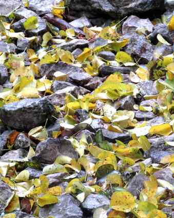 feuilles sur le sentier