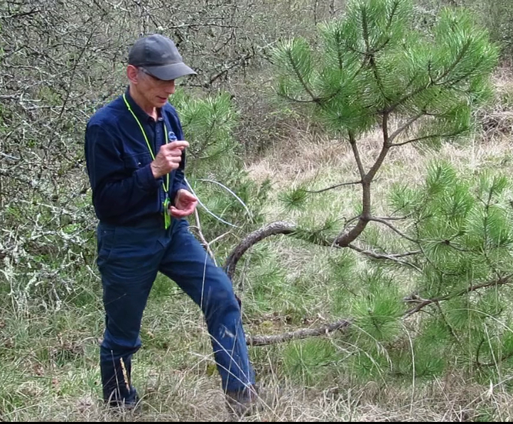 Géobiologie et les arbres