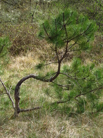 Arbre et géogiologie