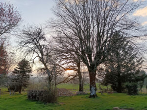 Les arbres, tilleul et chêne